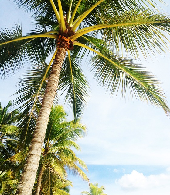 Palm Tree Pest Control Service Cape Coral Lee County Florida