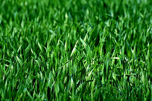 Lawn care and pest control service in Cape Coral & Lee County Florida