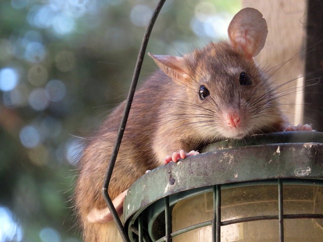 Rodent and rat control service in Southwest Florida